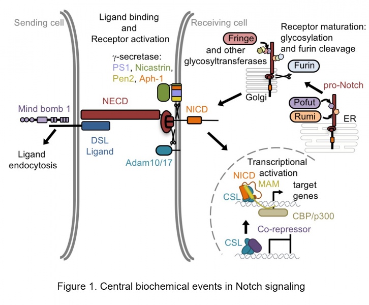Central biochemical events in Notch signaling